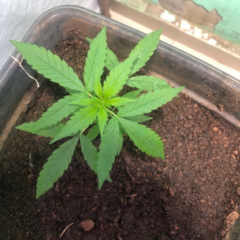 Pren growlog timeline photo
