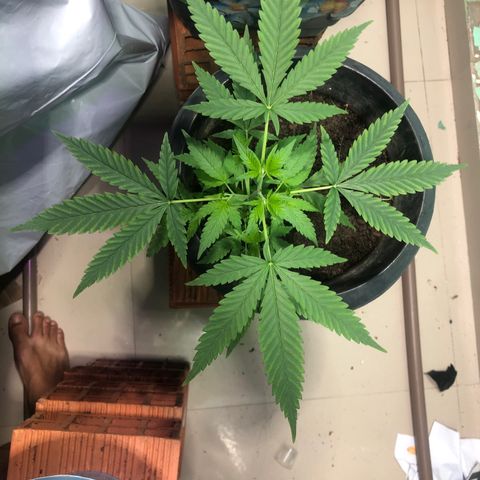 Pren do mal growlog timeline photo