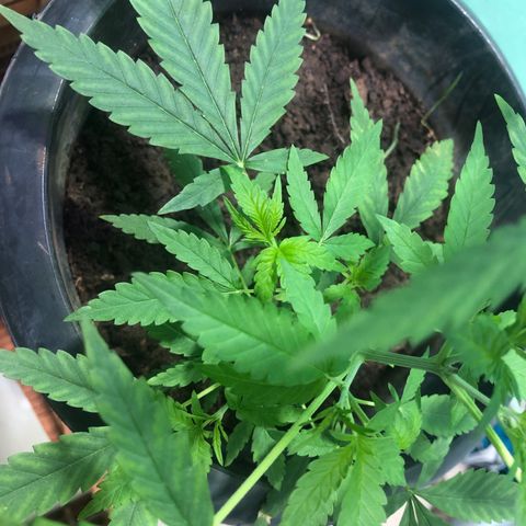 Pren do mal growlog timeline photo