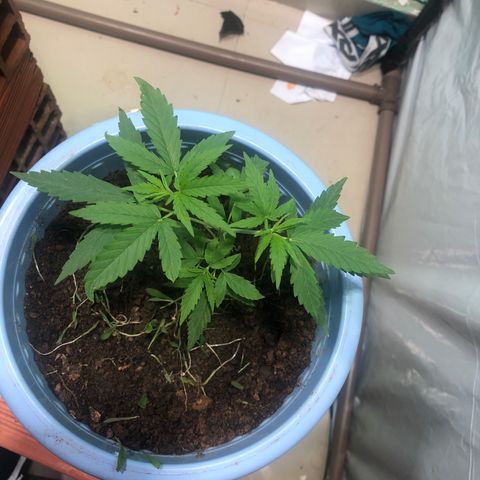 Pren growlog timeline photo