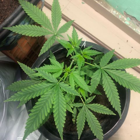 Pren do mal growlog timeline photo