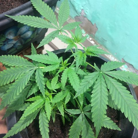Pren do mal growlog timeline photo