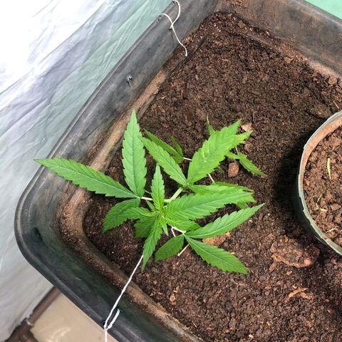 Pren growlog photo: Fiz uma amarra hj 