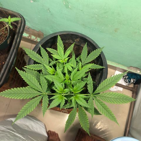 Pren do mal growlog timeline photo
