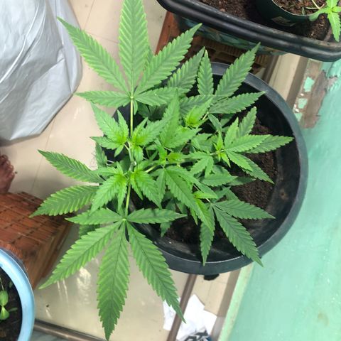 Pren do mal growlog timeline photo