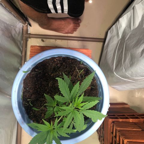 Pren growlog timeline photo
