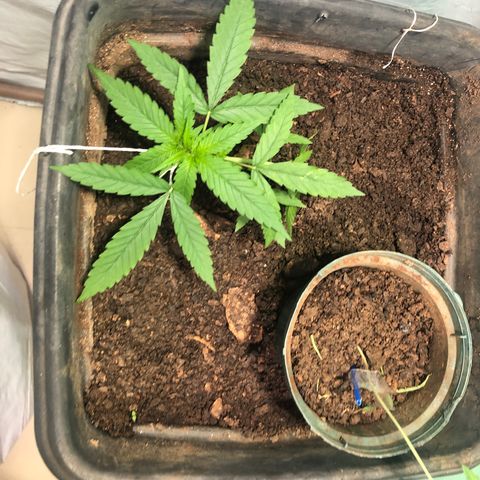 Pren growlog timeline photo