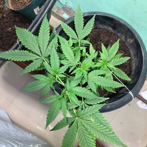 Pren do mal growlog timeline photo