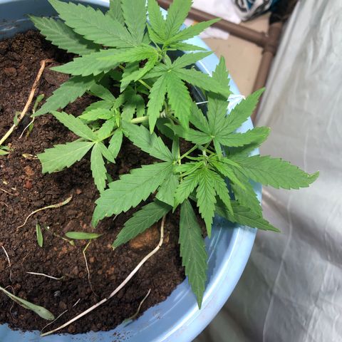 Pren growlog timeline photo