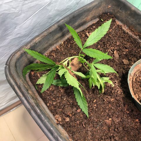 Pren growlog timeline photo