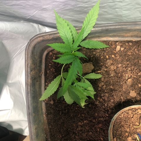 Pren growlog timeline photo