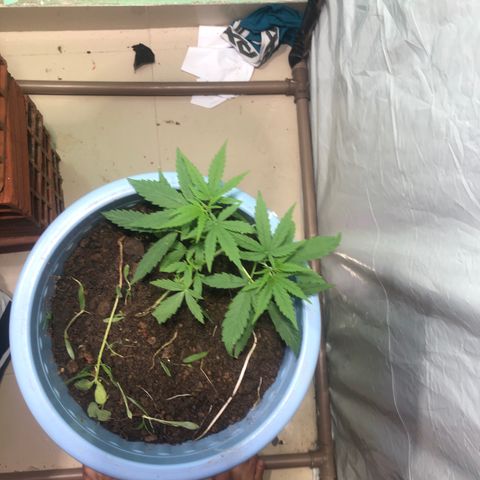 Pren growlog timeline photo