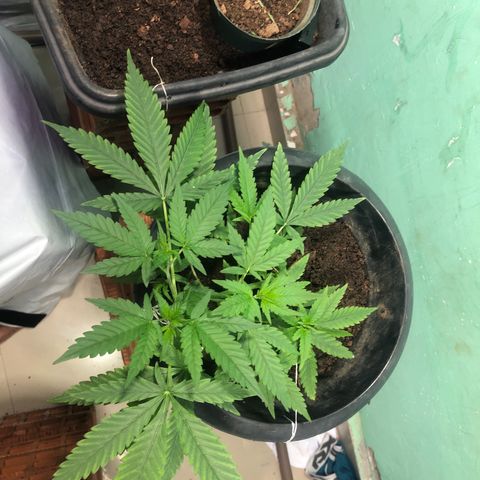 Pren do mal growlog timeline photo