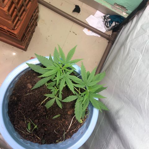 Pren growlog timeline photo