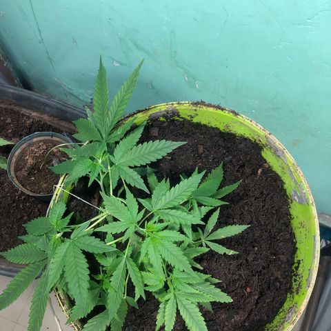 Pren do mal growlog timeline photo