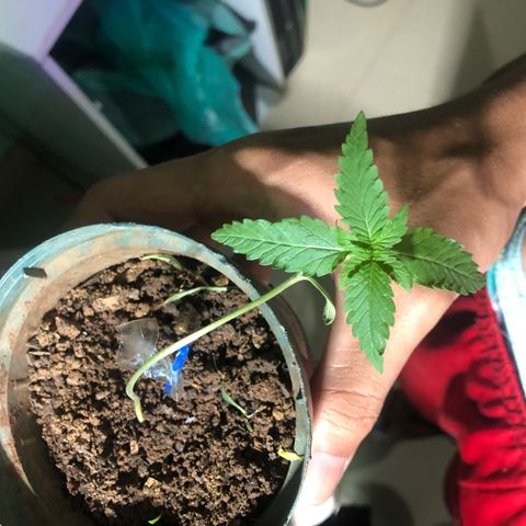 Pren growlog timeline photo