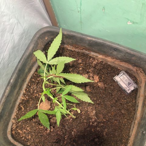 Pren growlog timeline photo