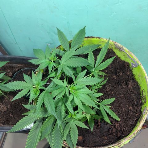 Pren do mal growlog timeline photo