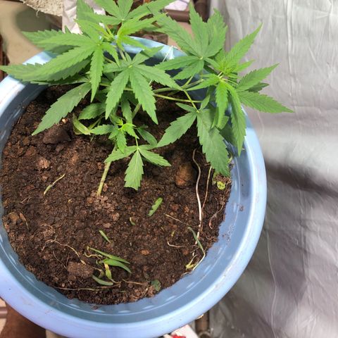 Pren growlog timeline photo