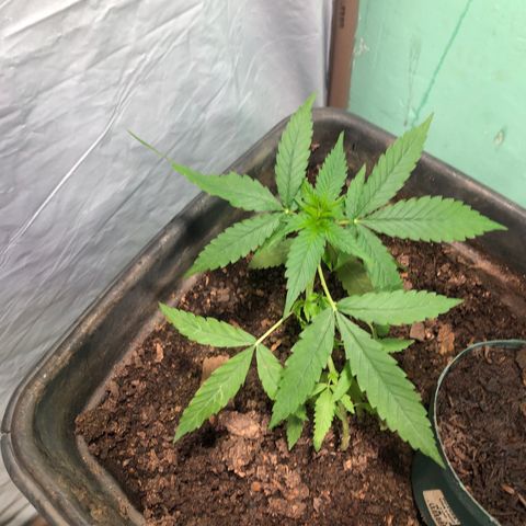Pren growlog timeline photo