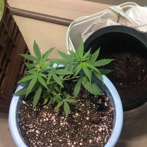 Pren growlog timeline photo