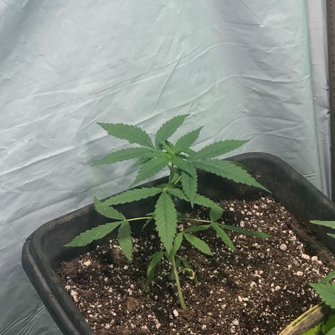 Pren growlog timeline photo
