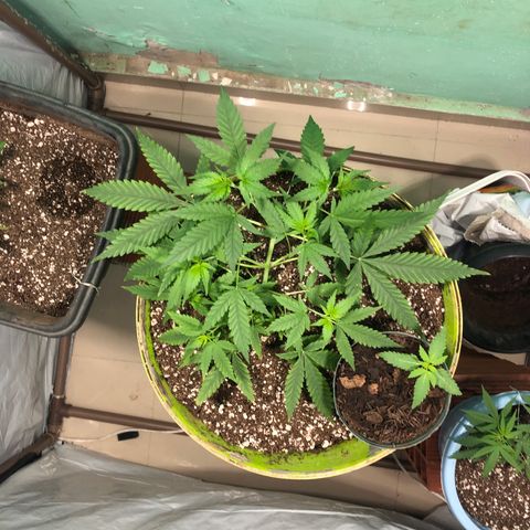 Pren growlog timeline photo