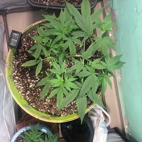 Pren do mal growlog timeline photo