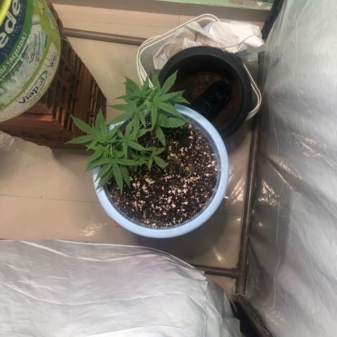 Pren growlog timeline photo