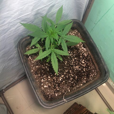 Pren growlog timeline photo