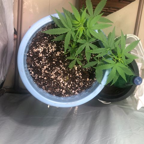 Pren growlog timeline photo