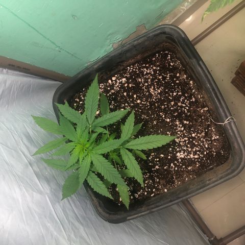 Pren growlog timeline photo