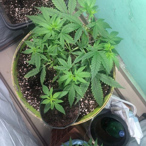 Pren do mal growlog timeline photo
