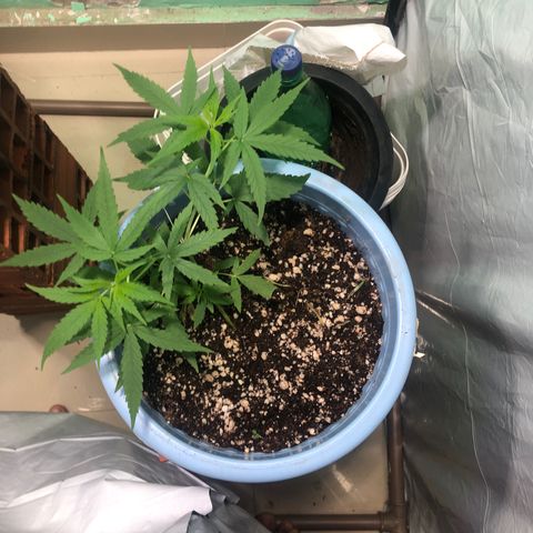 Pren growlog timeline photo