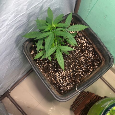 Pren growlog timeline photo