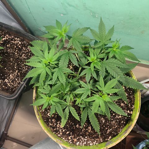 Pren do mal growlog timeline photo