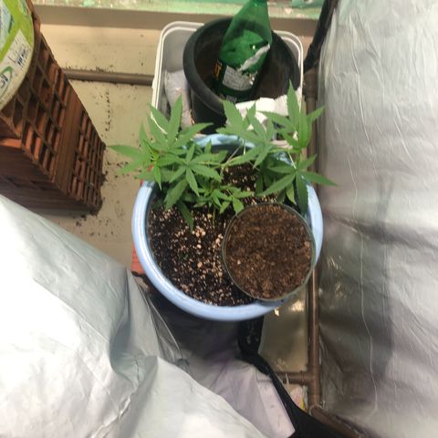 Pren growlog timeline photo