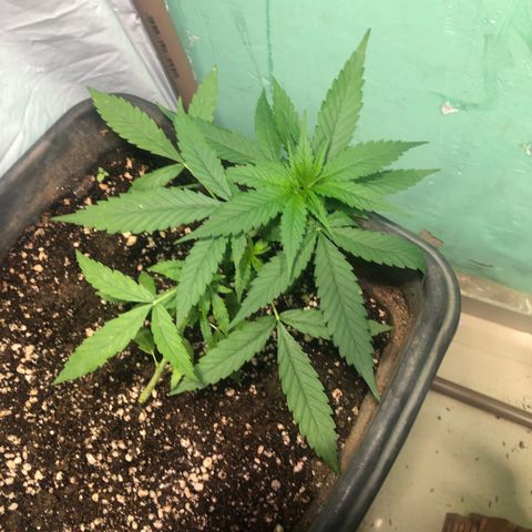 Pren growlog timeline photo