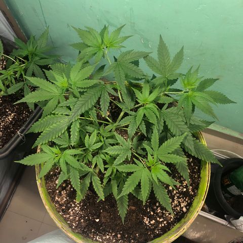 Pren do mal growlog timeline photo