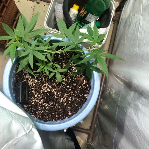 Pren growlog timeline photo