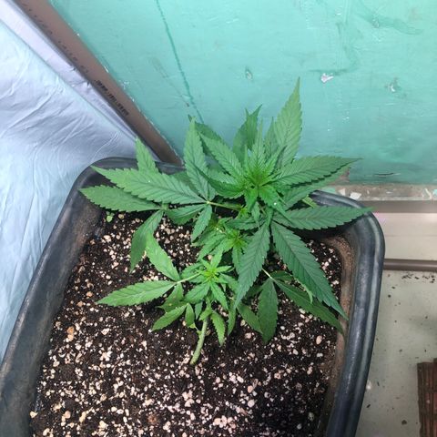 Pren growlog timeline photo