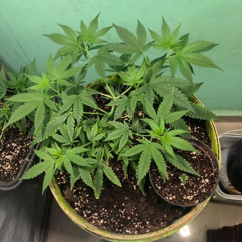 Pren do mal growlog timeline photo