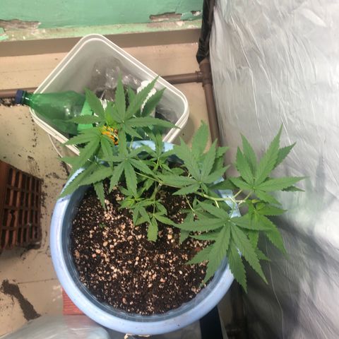 Pren growlog timeline photo