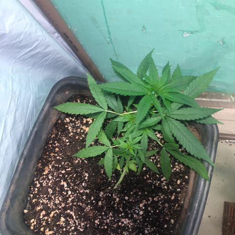 Pren growlog timeline photo