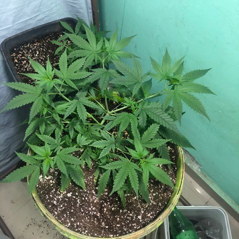 Pren do mal growlog timeline photo
