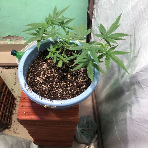 Pren growlog timeline photo