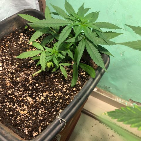 Pren growlog timeline photo