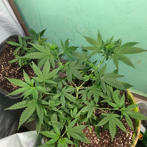 Pren do mal growlog timeline photo