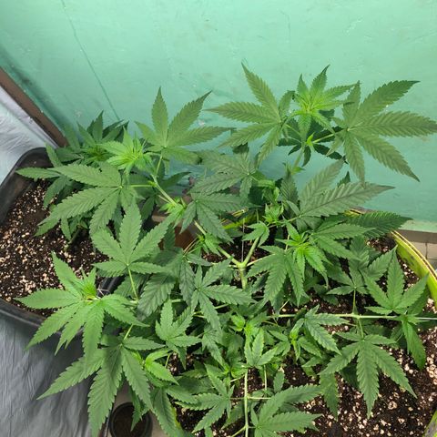 Pren do mal growlog timeline photo