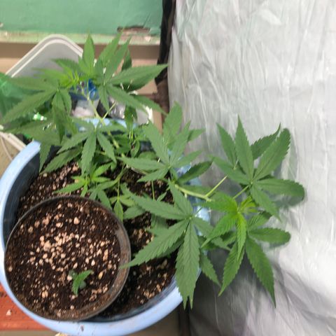 Pren growlog timeline photo
